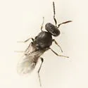 Metaclisis floridana - photo 2