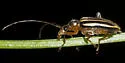 Metacmaeops vittata - photo 2