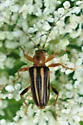 Metacmaeops vittata - photo 3