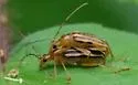 Metacmaeops vittata - photo 4
