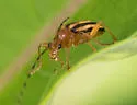 Metacmaeops vittata - photo 5