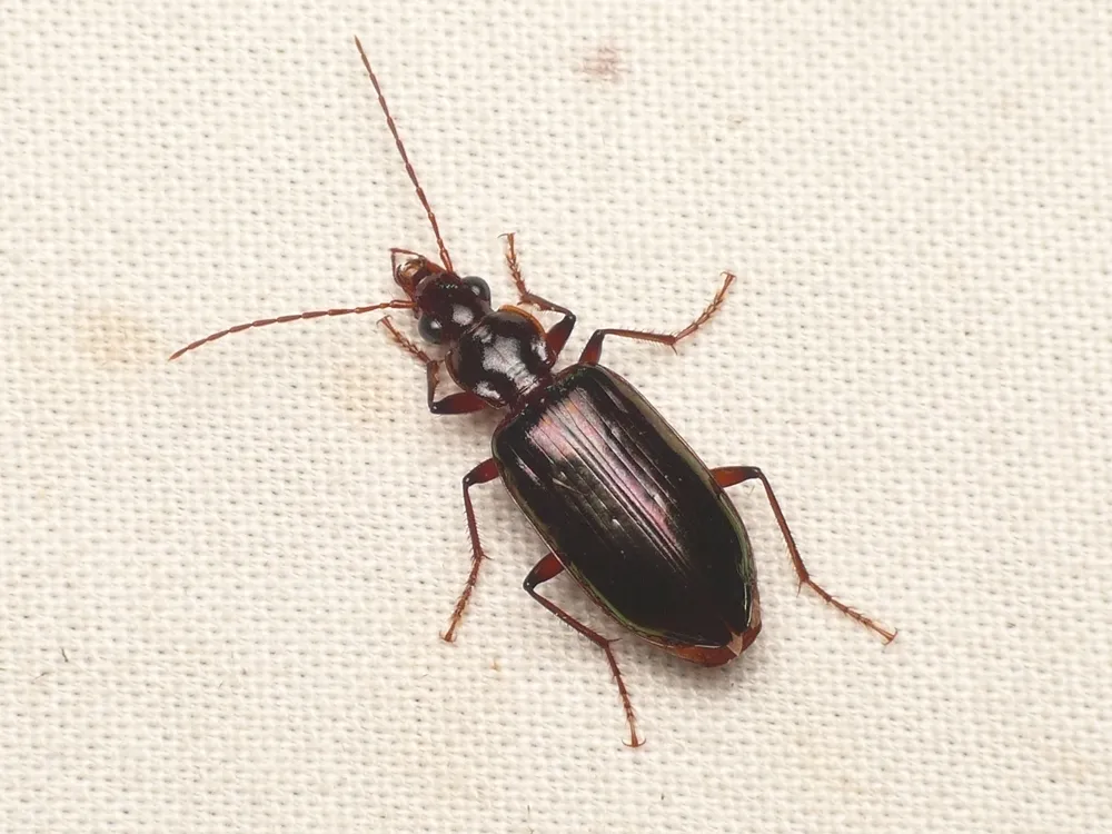 Metacolpodes buchanani - photo 2