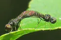 Metacosmus mancipennis - photo 2
