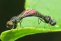 Metacosmus mancipennis - photo 3