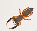 Metacyrba floridana