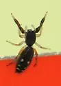Metacyrba punctata - Metacyrba punctata