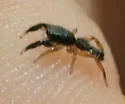 Metacyrba punctata - photo 2