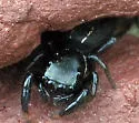 Metacyrba taeniola