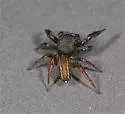 Metacyrba taeniola - photo 2