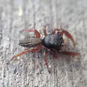 Metacyrba taeniola - photo 3