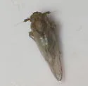 Metadelphax wetmorei