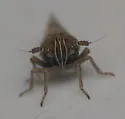 Metadelphax wetmorei - photo 3