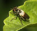 Metadioctria parvula - photo 2