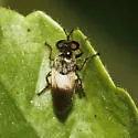 Metadioctria parvula - photo 3