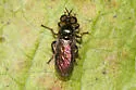 Metadioctria parvula - photo 4