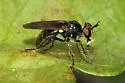 Metadioctria parvula - photo 5
