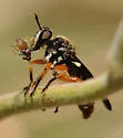 Metadioctria rubida