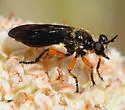 Metadioctria rubida - photo 2