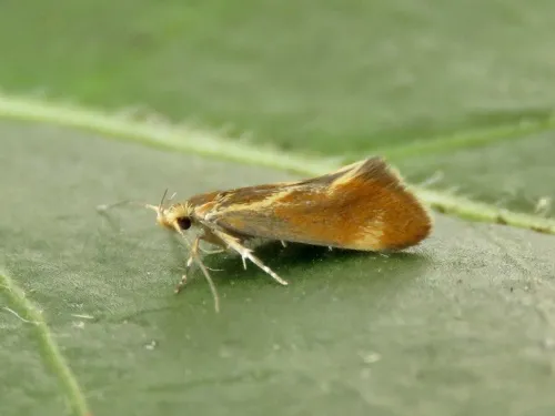 Metalampra italica - Metalampra italica