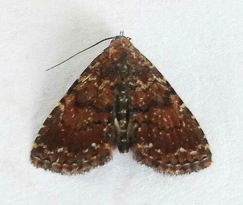 Metalectra albilinea - Hodges#8504