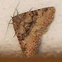 Metalectra bigallis - Hodges#8501