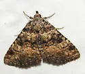 Metalectra bigallis - Hodges#8501 - photo 2