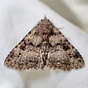 Metalectra bigallis - Hodges#8501 - photo 3