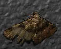 Metalectra bigallis - Hodges#8501 - photo 4