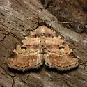 Metalectra cinctus - Hodges#8508