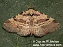 Metalectra cinctus - Hodges#8508 - photo 2