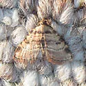 Metalectra cinctus - Hodges#8508 - photo 3
