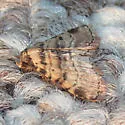 Metalectra cinctus - Hodges#8508 - photo 4