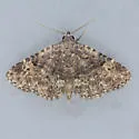 Diabolical Fungus Moth - Hodges#8503