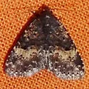 Diabolical Fungus Moth - Hodges#8503 - photo 2