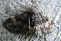 Diabolical Fungus Moth - Hodges#8503 - photo 3