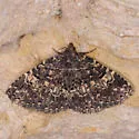 Diabolical Fungus Moth - Hodges#8503 - photo 4