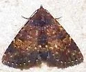Diabolical Fungus Moth - Hodges#8503 - photo 5