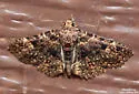 Common Fungus Moth - Hodges#8499