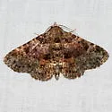Common Fungus Moth - Hodges#8499 - photo 2