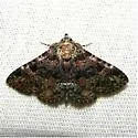 Common Fungus Moth - Hodges#8499 - photo 3