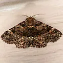 Common Fungus Moth - Hodges#8499 - photo 5