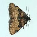 Metalectra edilis - Hodges#8507