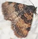 Metalectra edilis - Hodges#8507 - photo 2