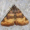 Metalectra edilis - Hodges#8507 - photo 4