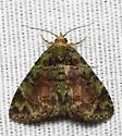 Metalectra geminicincta - Hodges#8507.1