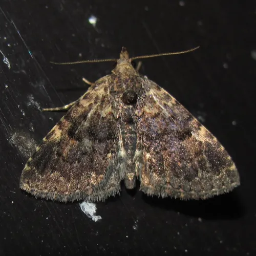 Metalectra miserulata - Hodges#8506