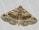 Four-spotted Fungus Moth - Hodges#8500