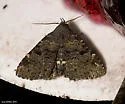Four-spotted Fungus Moth - Hodges#8500 - photo 2