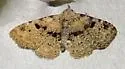 Four-spotted Fungus Moth - Hodges#8500 - photo 3