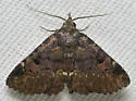 Four-spotted Fungus Moth - Hodges#8500 - photo 4